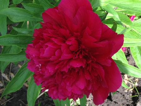 Saginaw's Flower, The Peony